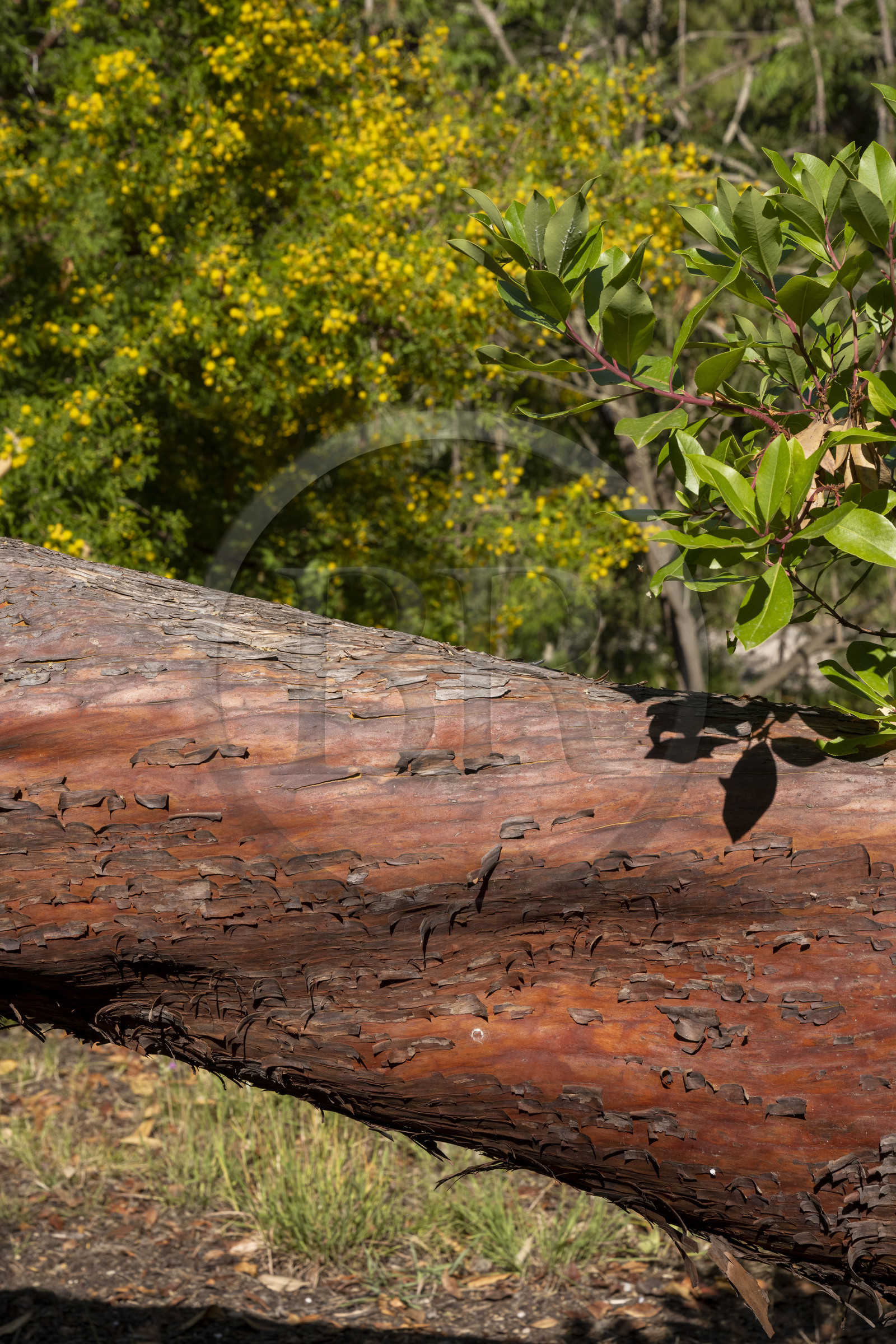 France, Alpes-Maritimes (06), Antibes, Le Jardin Botanique de la Villa Thuret (rattachée à l'INRAE), labellisé Jardin Remarquable et Arbre Remarquable