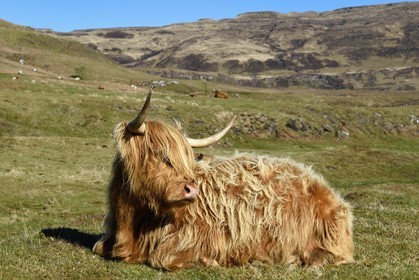 Royaume-Uni, Ecosse, Highland, Hébrides intérieures, Ile de Mull, vache de race Highland