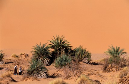 Libye, région du désert, Le Fezzan (Sahara), Petite oasis de Takioumet au milieu des dunes