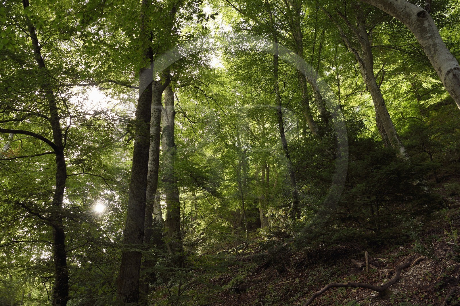France, Var (83), Plan-d'Aups-Sainte-Baume, parc naturel régional de la Sainte-Baume, forêt relique nemeton du Massif de la Sainte-Baume protégée depuis plusieurs siècles et classée réserve biologique domaniale, la forêt d'origine comporte beaucoup de hêtres