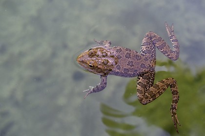 France, Alpes-Maritimes (06), Menton, Jardin Serre de la Madone, grenouille