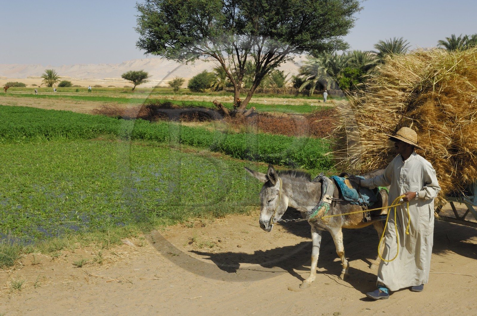 Egypte, désert libyque, oasis de Dakhla, travaux des champs