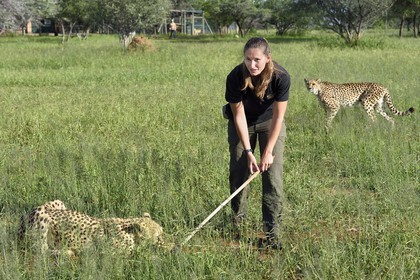Namibie, Otjiwarongo, Cheetah Conservation Fund, centre de recherche et d'éducation, guépard (Acinonyx jubatus), récompense donnée en échange du leurre que le guépard a chassé, l'exercice a pour but de le garder en forme