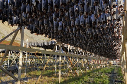 Norvège, Nordland, Îles Lofoten, port de Ballstad dans l'île de Vestvagoy, séchage de la morue