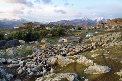 Azerbaïdjan, région de Quba (Guba), chaine de montagne du Grand Caucase, village de Giriz à l'aube, départ des moutons pour les prés