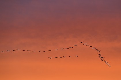 France, Indre (36), le Berry, parc naturel régional de la Brenne, Rosnay, étang de la Mer Rouge, grue cendrée (grus grus), vol au coucher de soleil