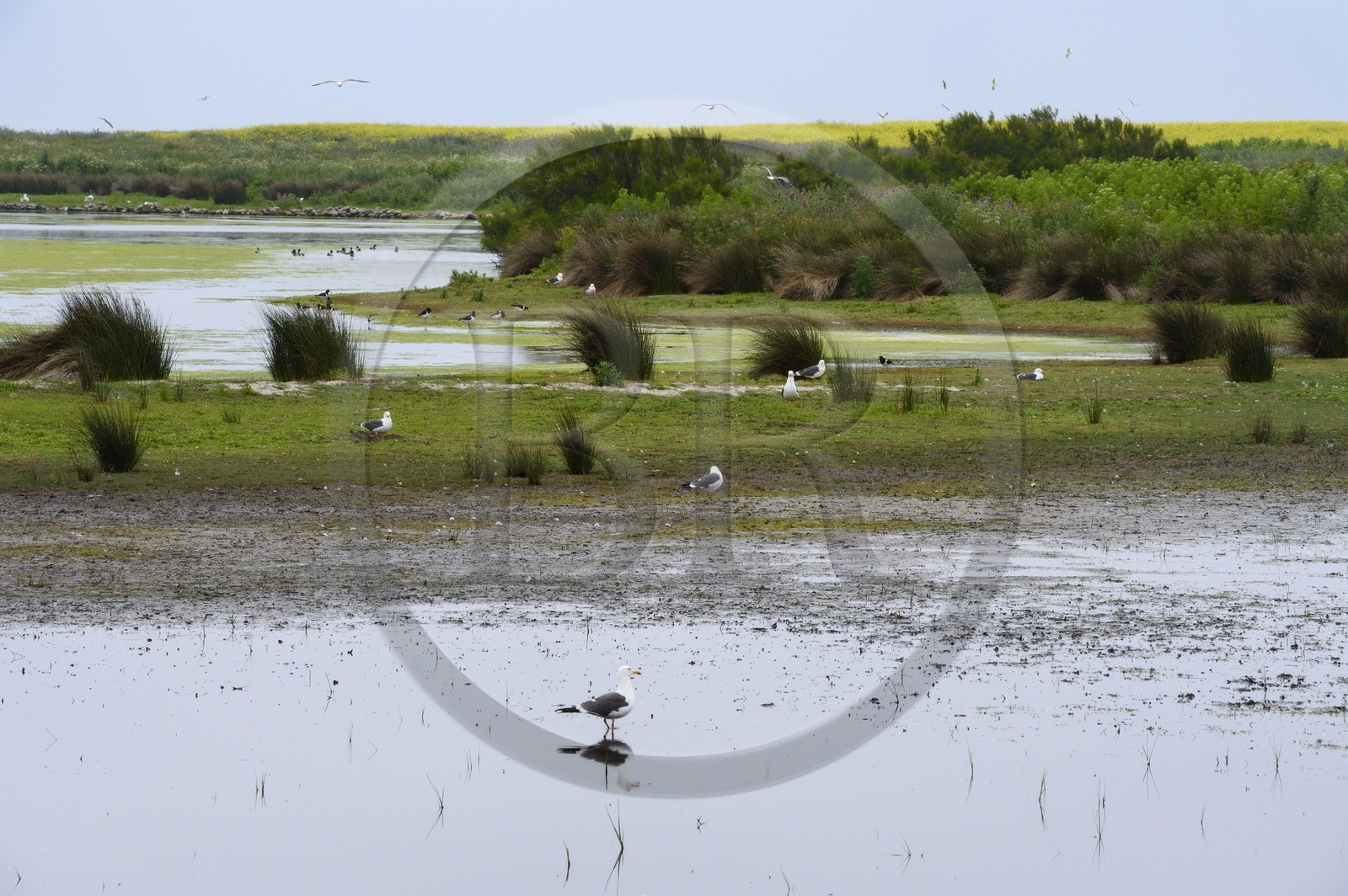 France, Finistère (29), La Foret Fouesnant, archipel des Glénan, Ile du Loc'h, autours de l'étang se concentre la vie animale