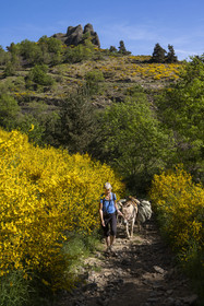 France, Haute-Loire (43), Goudet, randonnée avec un âne sur le chemin de Stevenson (GR 70)