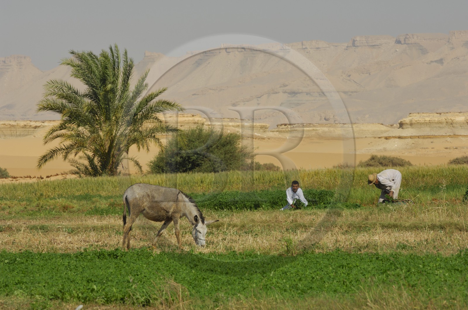 Egypte, désert libyque, oasis de Dakhla, travaux des champs
