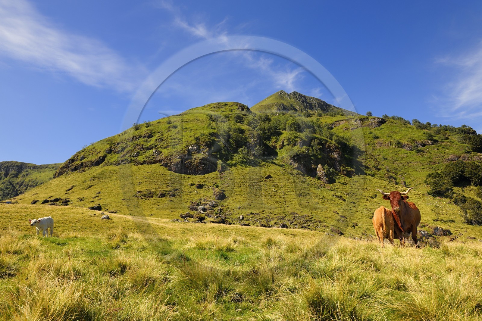 France, Cantal (15), monts du Cantal, Parc Naturel Régional des Volcans d' Auvergne, vache de race salers au pied du Puy-Mary