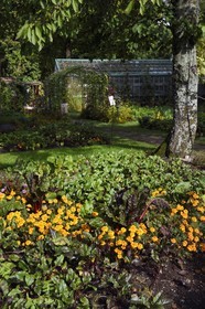 France, Haut-Rhin (68), Husseren-Wesserling, parc de Wesserling du musée du Textile classé jardin remarquable, potager bio qui mélange légumes et fleurs