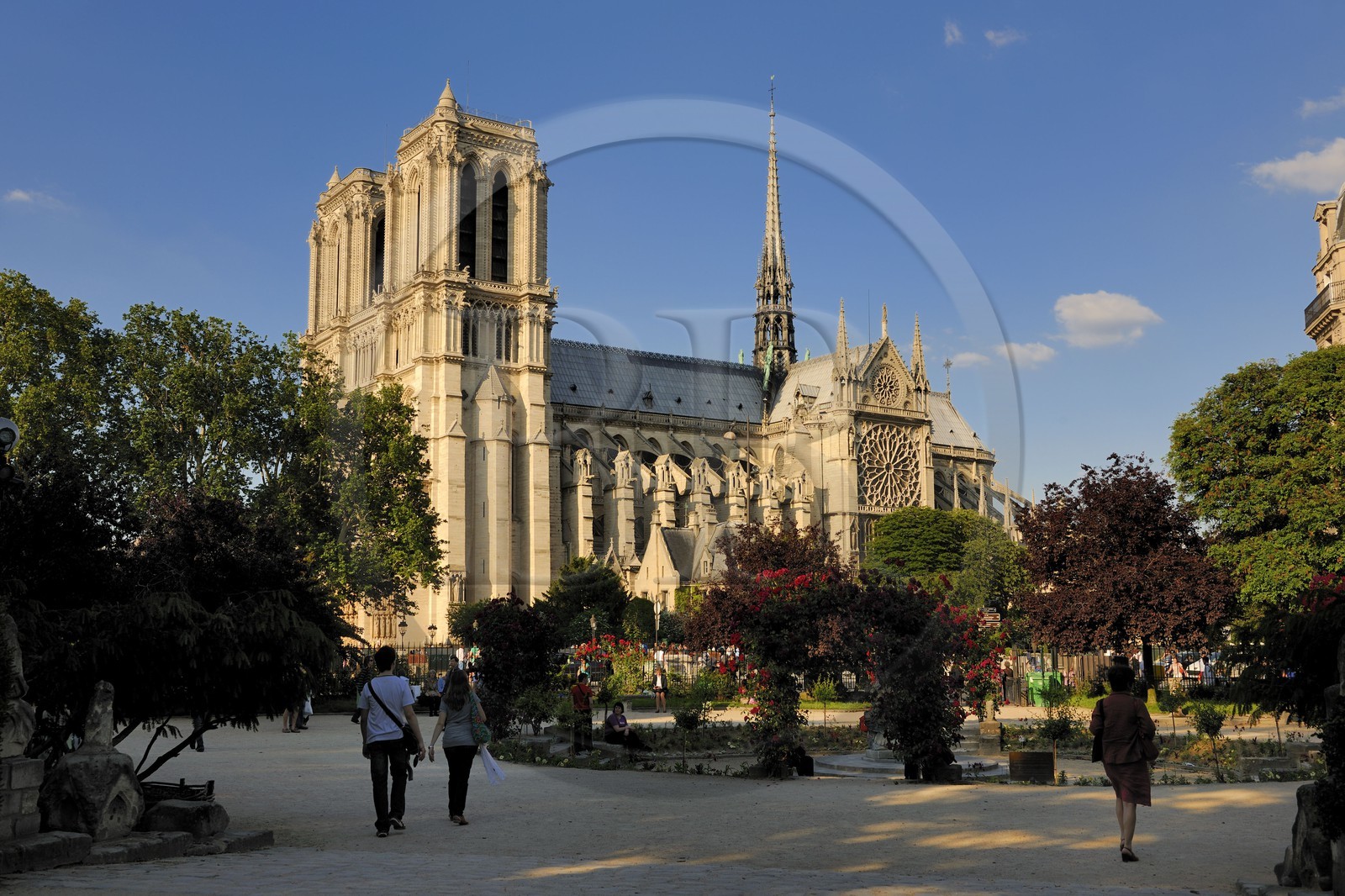 France, Paris (75), île de la Cité, la cathédrale Notre-Dame depuis le square René Viviani