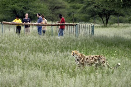 Namibie, Otjiwarongo, Cheetah Conservation Fund, centre de recherche et d'éducation, observation des guépards (Acinonyx jubatus) depuis un enclos