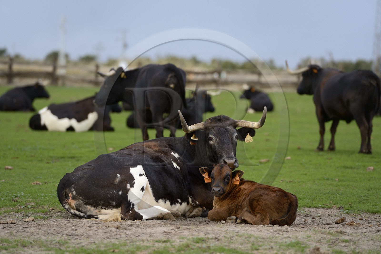Espagne, Andalousie, province de Séville, Utrera, domaine El Toruno, élevage de taureaux de combat, les femelles et les petits sont maintenus à l'écart des males