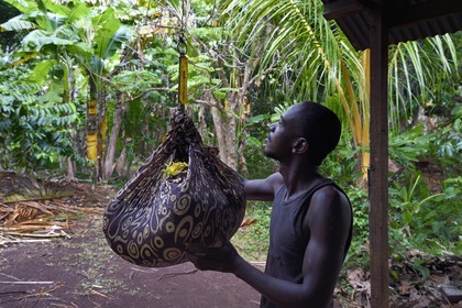 France, Ile de Mayotte, Grande-Terre, Ouangani, pesée à la distillerie de fleurs d'Ylang-ylang fraichement cueillies, on en extrait une huile essentielle utilisée en parfumerie