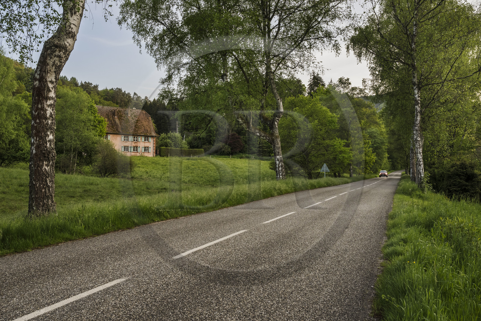 France, Bas-Rhin (67), Parc naturel régional des Vosges du Nord, Lembach, voiture circulant sur la route départementale D3