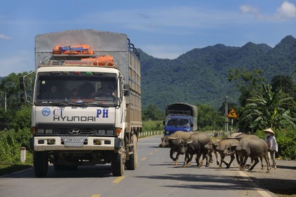Vietnam, région au Nord-Ouest de Ninh Binh, l'ancienne piste Ho Chi Minh, traversée de buffles