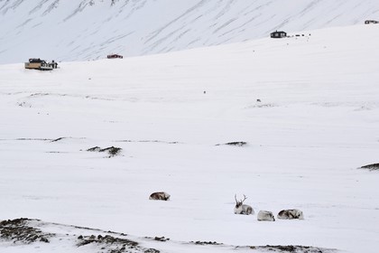 Norvège, Svalbard, Spitzberg, vallée de Adventdalen vers Longyearbyen, renne de Svalbard (Rangifer tarandus platyrhynchus)
