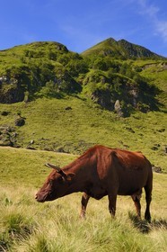 France, Cantal (15), monts du Cantal, Parc Naturel Régional des Volcans d' Auvergne, vache de race salers au pied du Puy-Mary