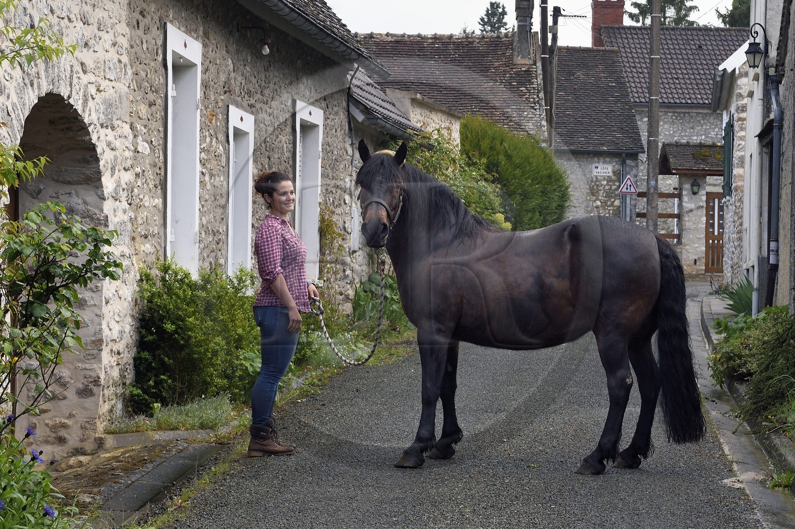 France, Yvelines (78), Montchauvet, cheval dans la rue Fromenteau