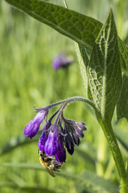 France, Bas-Rhin (67), Parc naturel régional des Vosges du Nord, Obersteinbach, le jardin écologique Hymenoptera créé par Sébastien Heim pour favoriser la présence d’insectes, bourdon butinant une fleur consoude  (Symphytum)