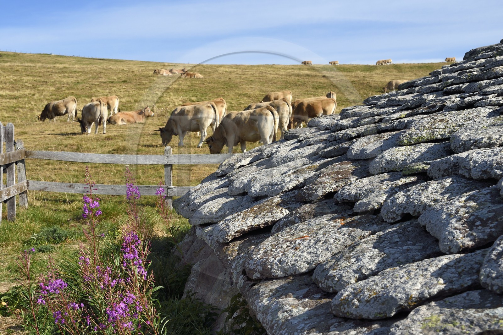 France, Cantal (15), Parc Naturel Régional des Volcans d’Auvergne, vallée de Brezons, estives en altitude, Buron de la Combe de la Saure, restaurant de montagne en pierre de Lauze dans une ancienne bergerie, lauzes en phonolite
