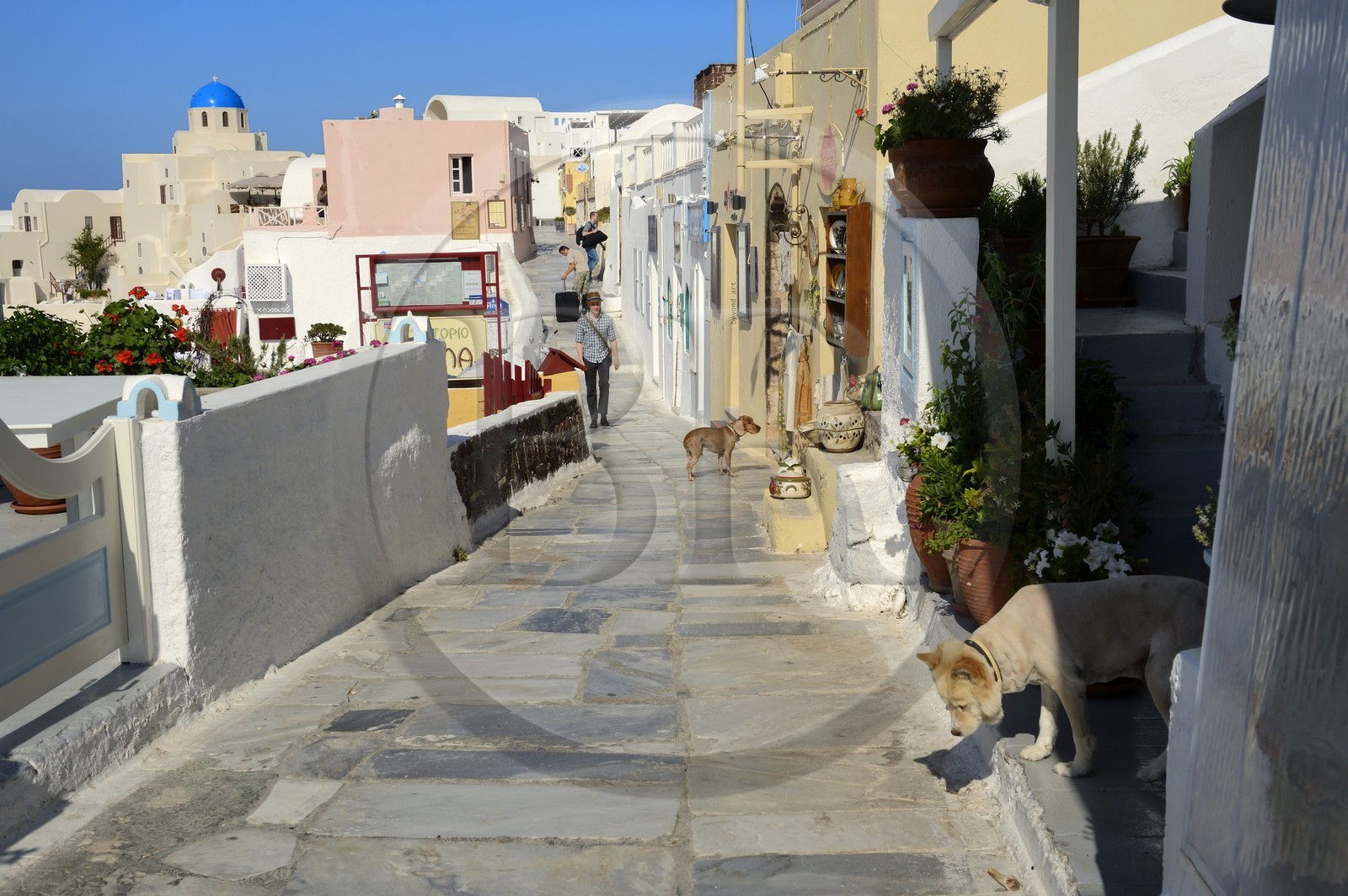 Grèce, Les Cyclades, mer Égée, île de Santorin (Thira ou Théra), village de Oia, la rue principale