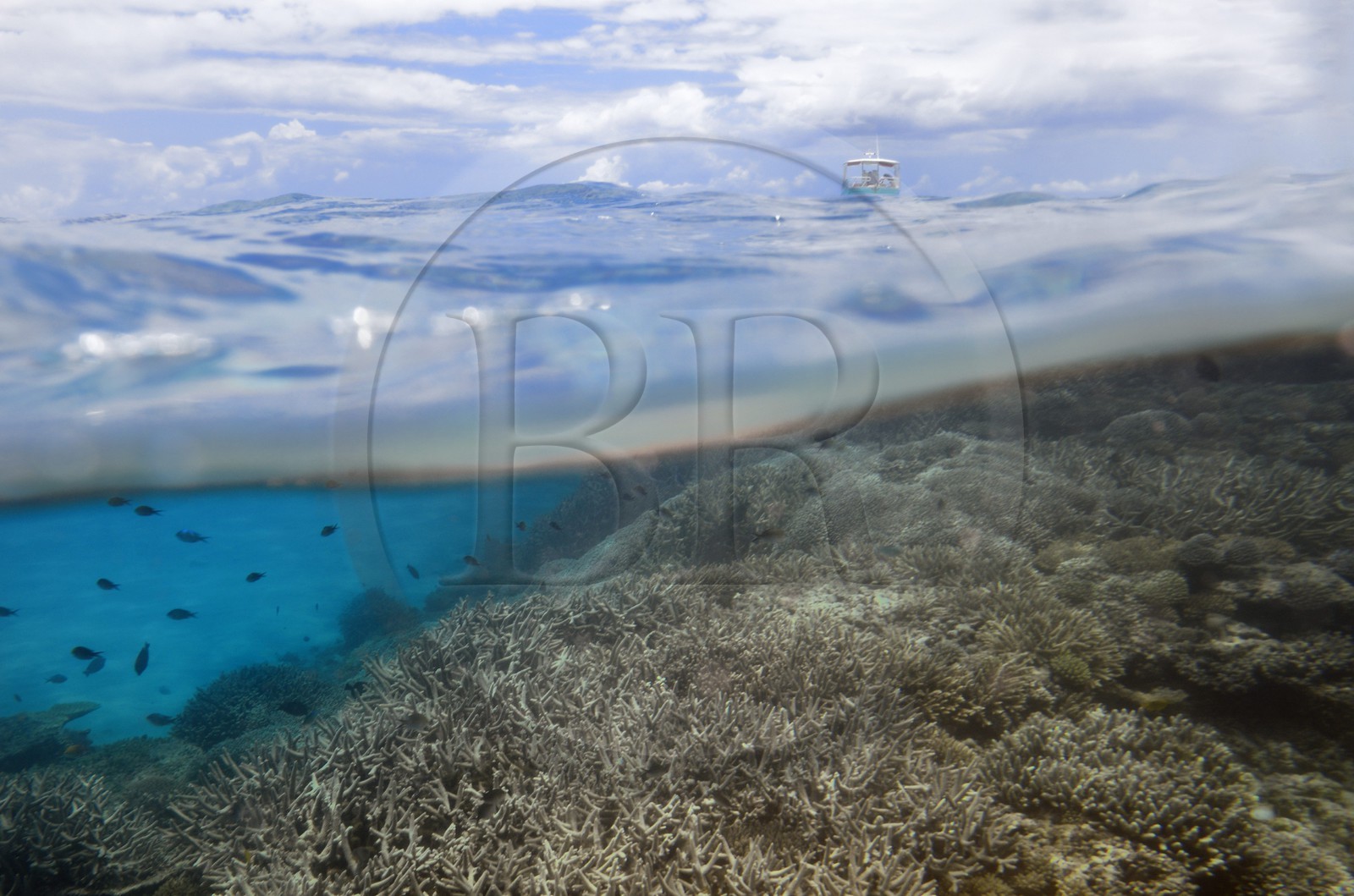 France, Ile de Mayotte, Grande-Terre, récif de corail dans la lagune face à la pointe Saziley  sur la cote Est