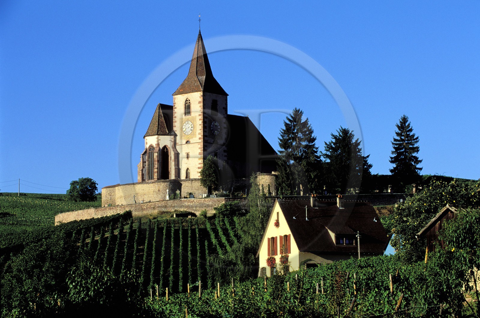 France, Haut-Rhin (68), Route des vins d' Alsace, Hunawihr, labellisé Les Plus Beaux Villages de France, église au milieu des vignes