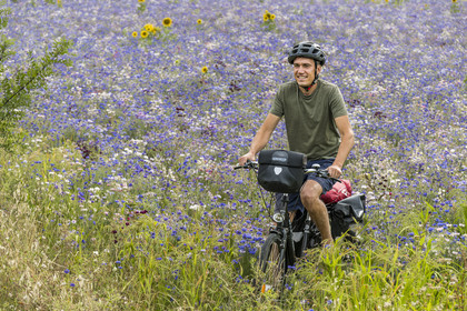 France, Maine-et-Loire (49), vallée de la Loire classée au Patrimoine Mondial par l'UNESCO, Saumur vers Saint-Hilaire, randonnée à bicyclette, cycliste dans un champ de bleuets (Cyanus segetum)