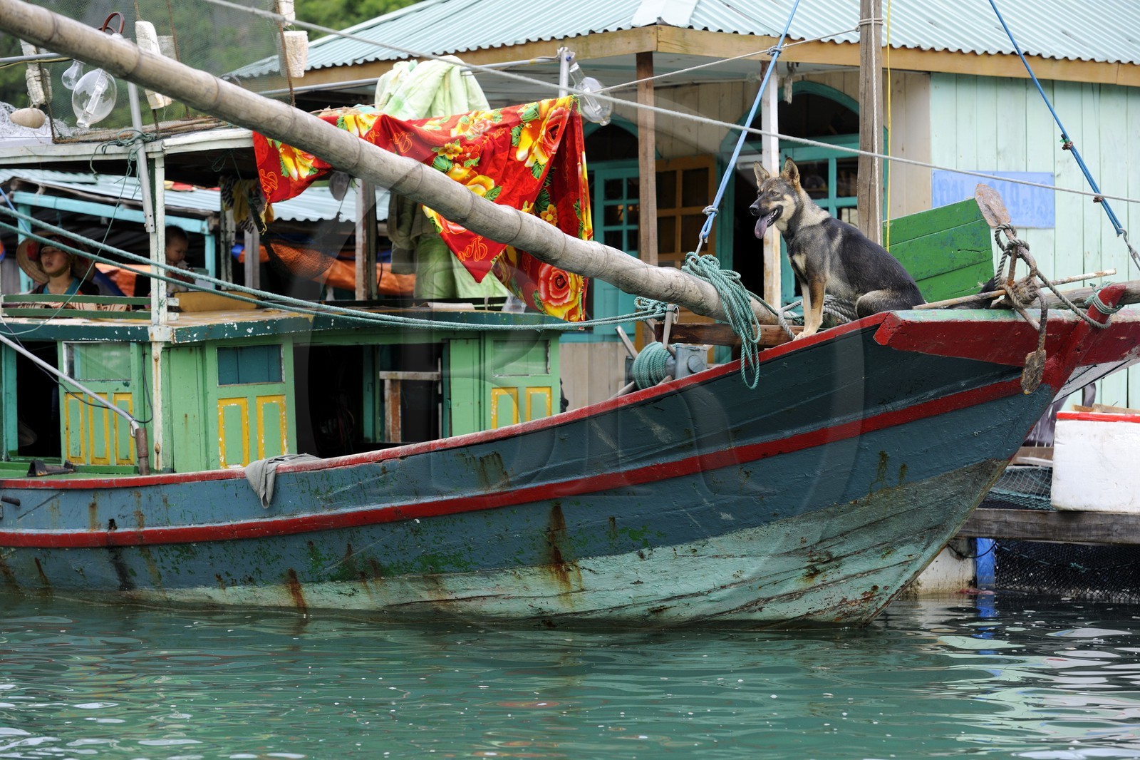 Vietnam, province de Quang Ninh, la Baie d'Halong classée Patrimoine Mondial de l'UNESCO, village flottant de pêcheurs de Vong Vieng