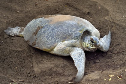 France, Ile de Mayotte, Grande-Terre, Kani-Keli, plage de N’Gouja, le Jardin Maoré, tortue (de mer) verte (Chelonia mydas) recouvrant de sable ses oeufs après la ponte
