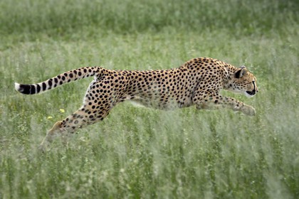 Namibie, Otjiwarongo, Cheetah Conservation Fund, centre de recherche et d'éducation, guépard (Acinonyx jubatus) entrainé à courir pour rester en forme et sain