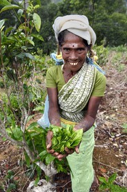 Sri Lanka, Province d'Uva, Ella, femme tamoul travaillant à la cueillette des feuilles dans une plantation de thé