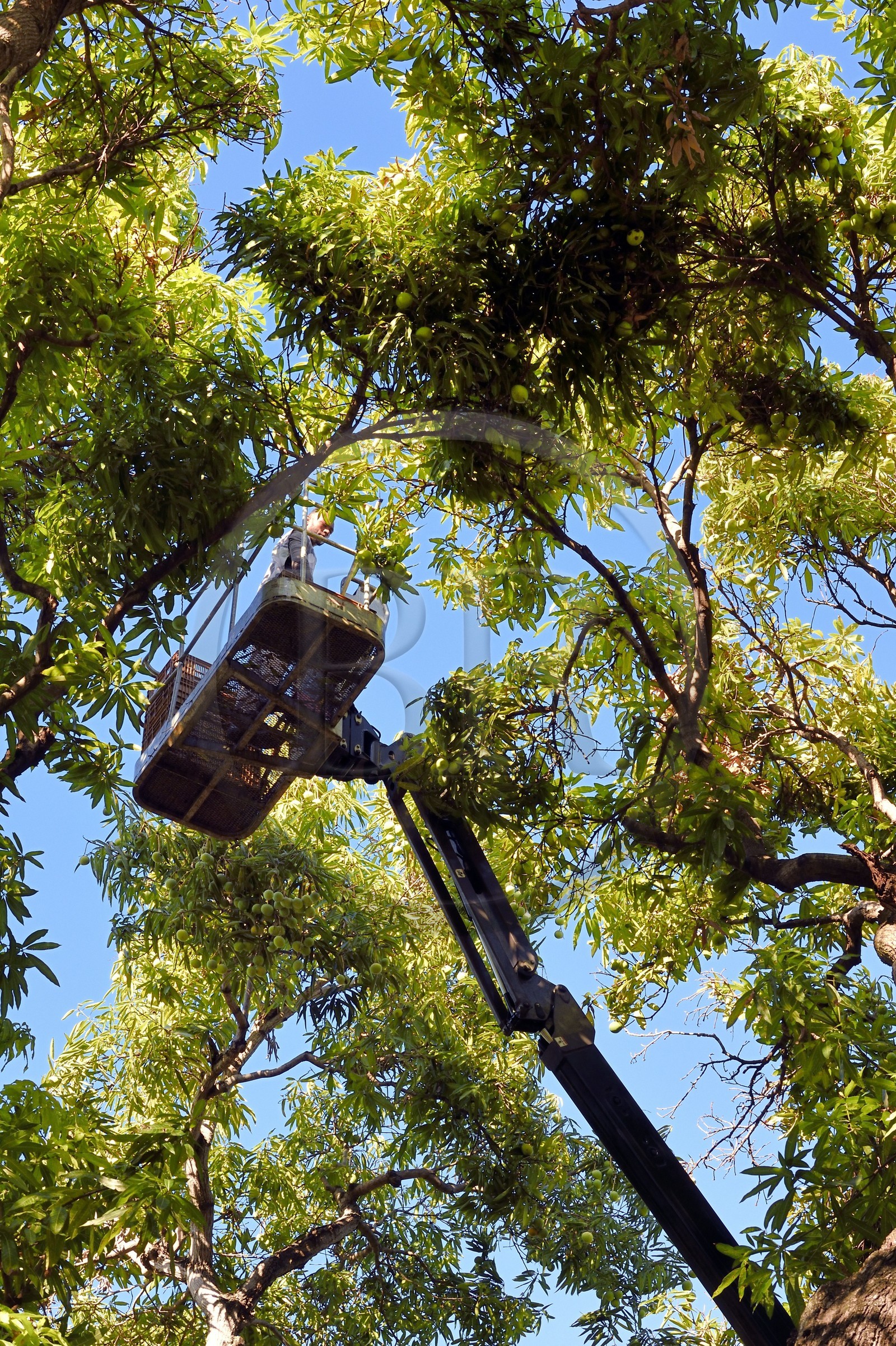 France, Ile de la Reunion, Saint-Paul, verger de mangue Laperrière au Tour-des-Roches, récolte des mangues par nacelle élévatrice dans des manguiers centenaires