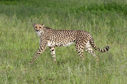 Namibie, Otjiwarongo, Cheetah Conservation Fund, centre de recherche et d'éducation, guépard (Acinonyx jubatus)