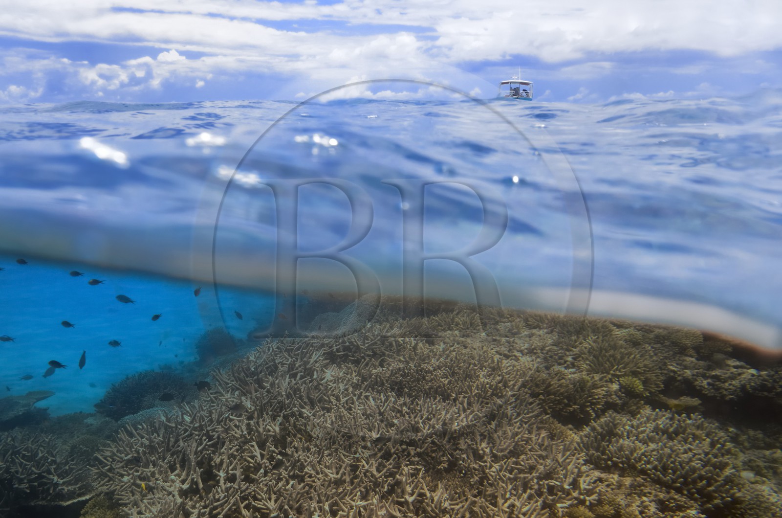 France, Ile de Mayotte, Grande-Terre, récif de corail dans la lagune face à la pointe Saziley  sur la cote Est