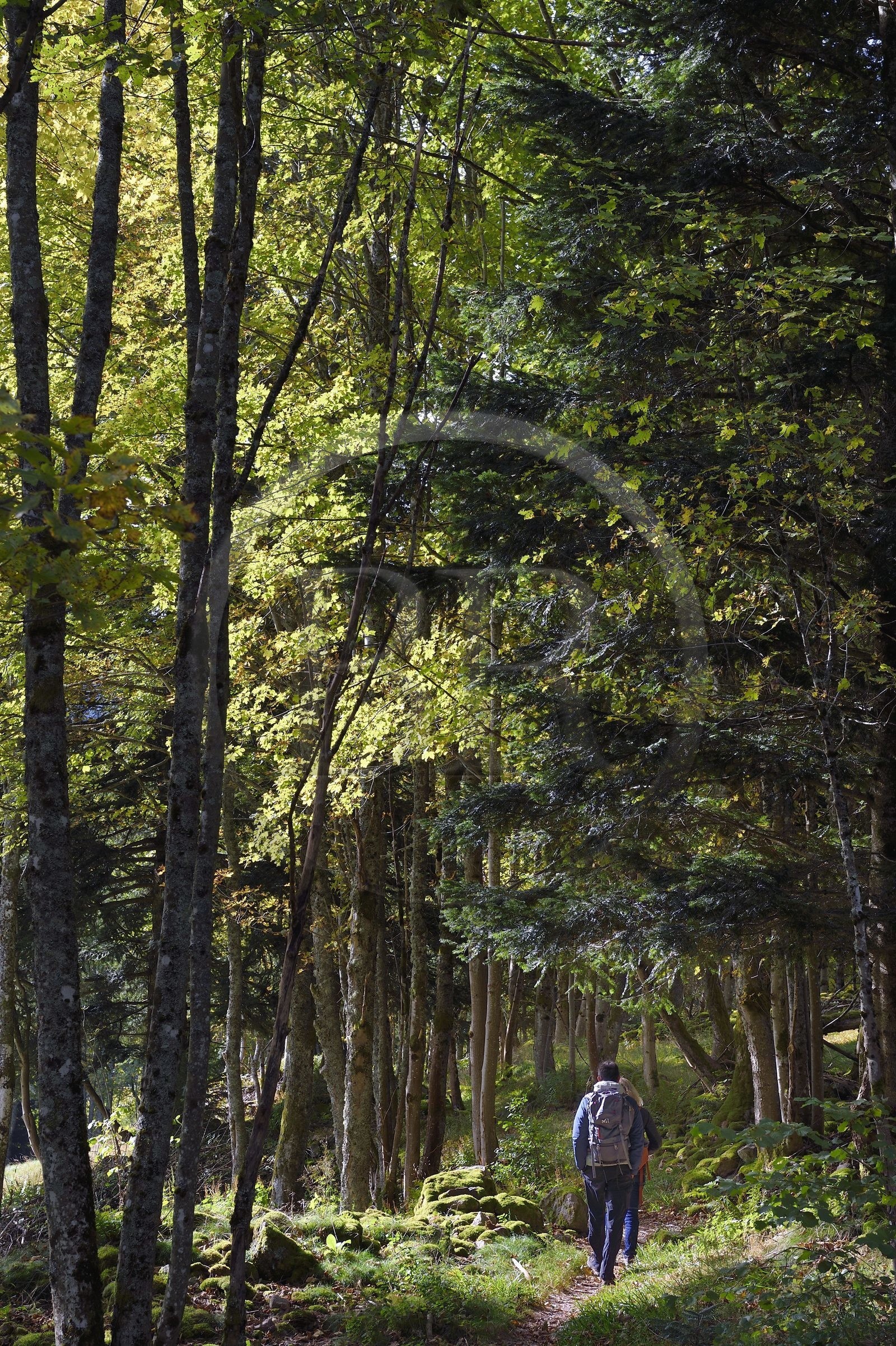 France, Vosges (88), Le Valtin, randonnée dans la vallée du Valtin dans la haute-vallée de la Meurthe, traversée de la foret de hetres et de sapin blancs sur le circuit des Roches