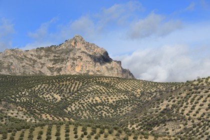 Espagne, Andalousie, province de Jaén, champs d'oliviers au nord de Campillo de Arenas