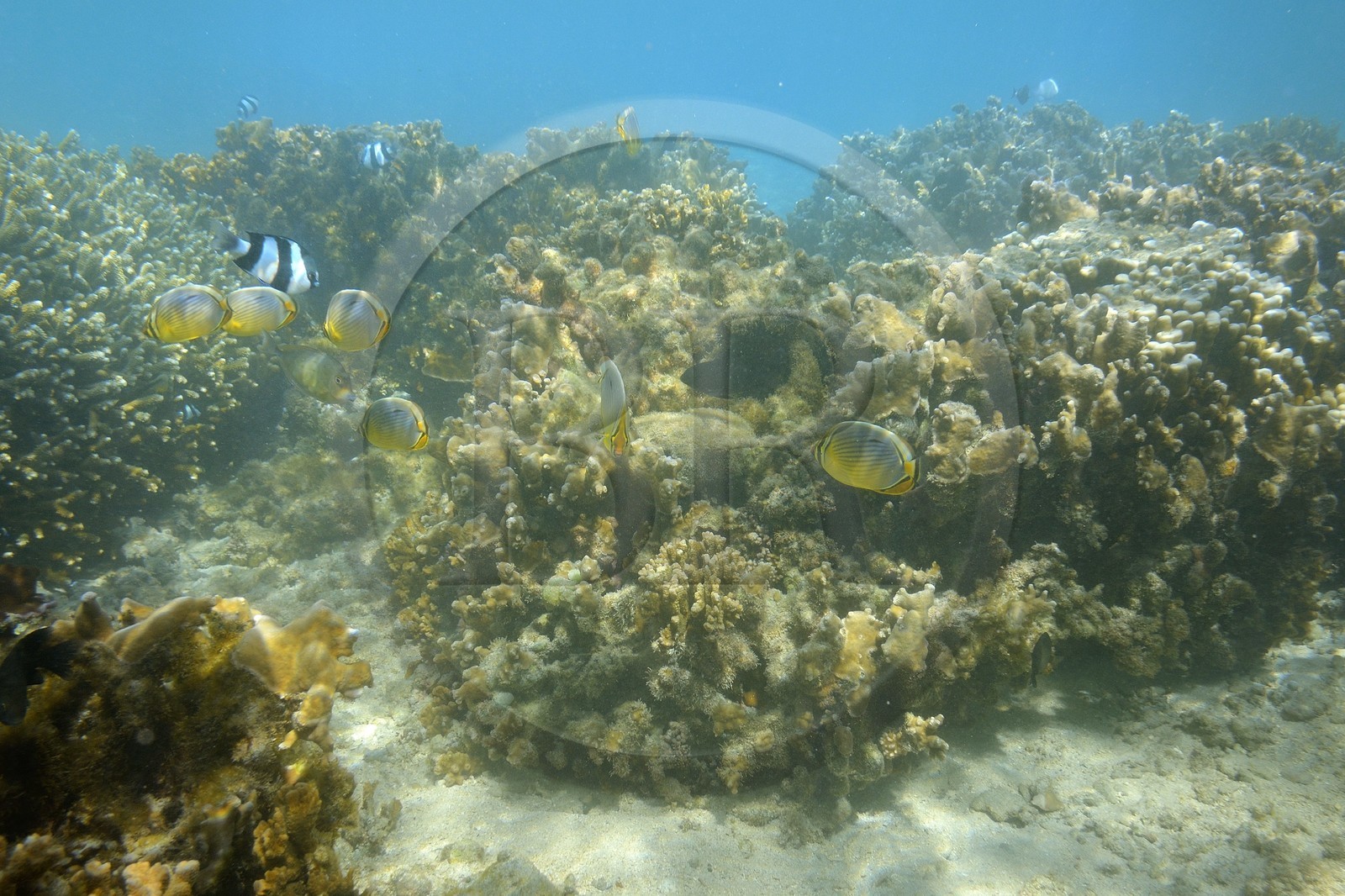 France, Ile de la Reunion, Côte Ouest, Saint-Gilles-Les-Bains (commune de Saint-Paul), le récif corallien du lagon de l'Ermitage et de La Saline-Les-Bains, Poisson-papillon à trois bandes (Chaetodon trifasciatus) (vue sous-marine)