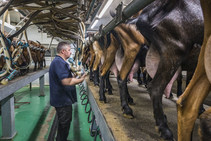 France, Bas-Rhin (67), Parc naturel régional des Vosges du Nord, Obersteinbach, la chèvrerie de La Ferme du Steinbach, Pierre Sturtzer à la traite des chèvres
