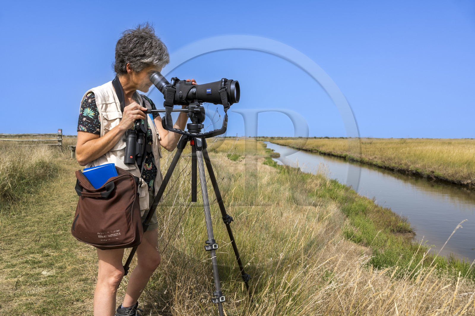 France, Charente-Maritime (17), Saintonge, Saint-Froult, réserve naturelle Moeze-Oléron dans la zone du marais de Brouage, observation ornithologique et visite de la réserve sur les sentiers avec Nathalie Bourret de la LPO