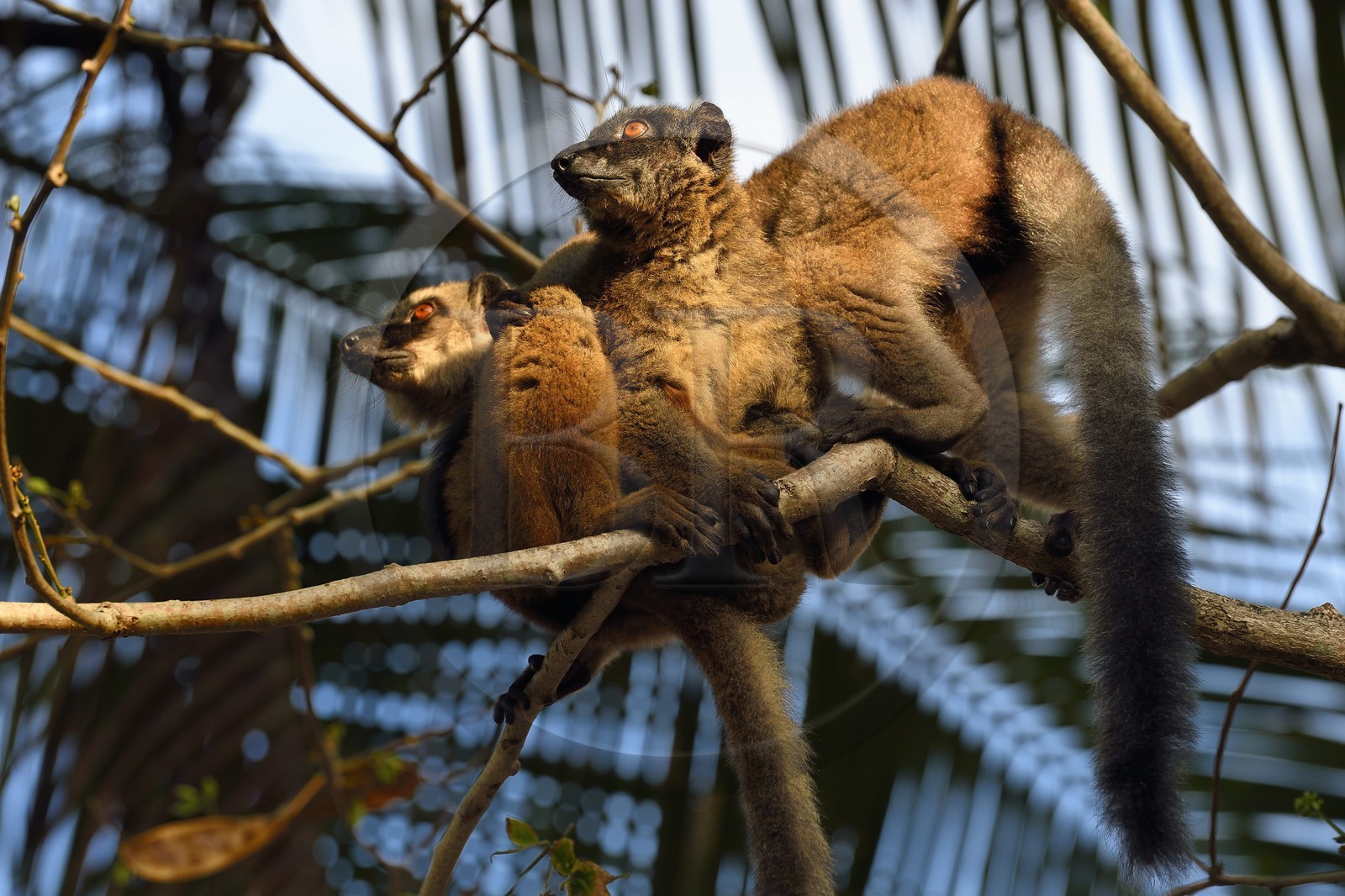 France, Ile de Mayotte, Grande-Terre, Kani-Keli, le Jardin Maoré à la plage de N’Gouja, Lémur fauve (Eulemur fulvus mayottensis) appelé aussi maki