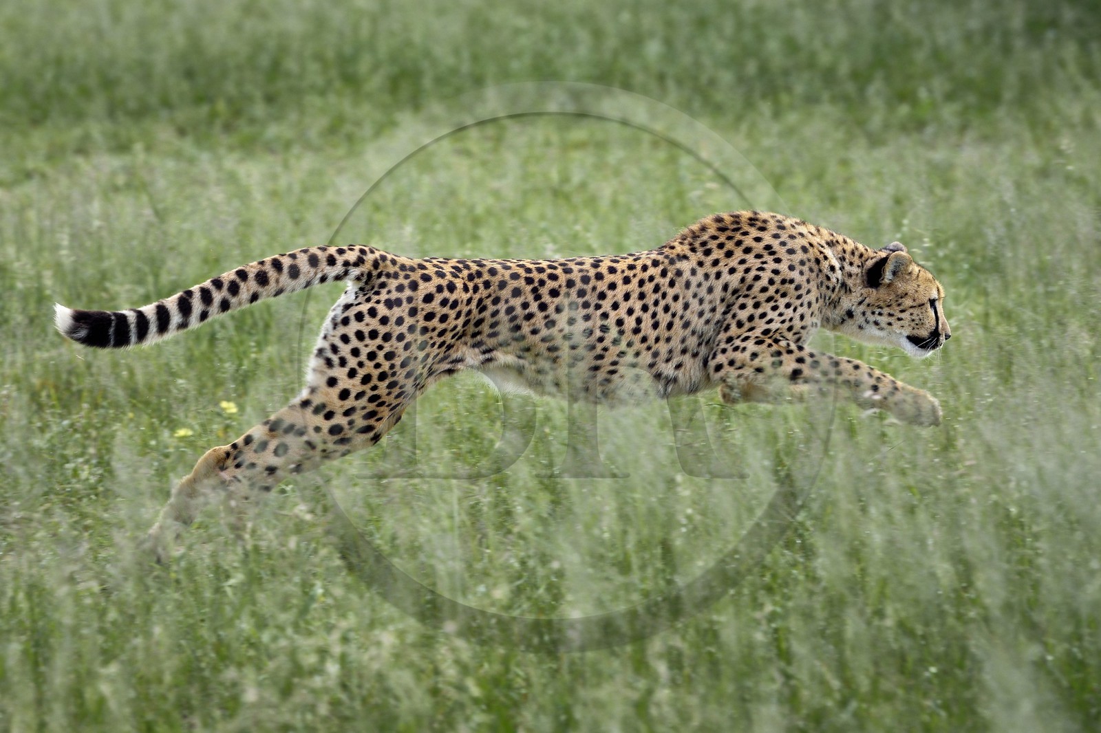 Namibie, Otjiwarongo, Cheetah Conservation Fund, centre de recherche et d'éducation, guépard (Acinonyx jubatus) entrainé à courir pour rester en forme et sain
