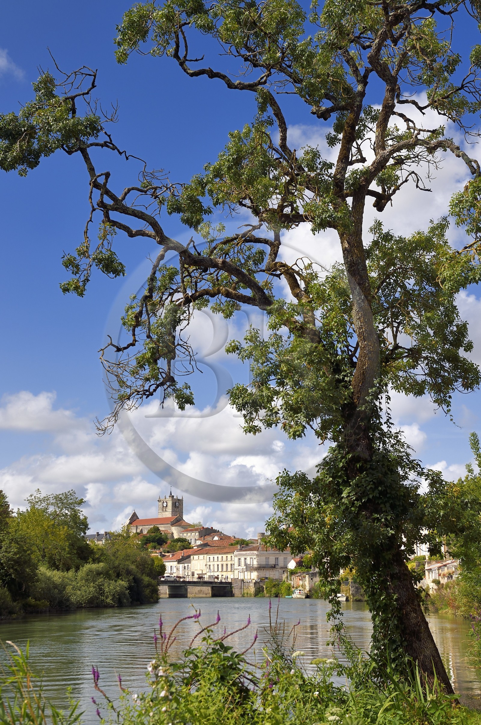 France, Charente-Maritime (17), Saintonge, Saint-Savinien, labellisé Villages de pierres et d'eau, église Saint-Savinien et maisons au bord de la Charente
