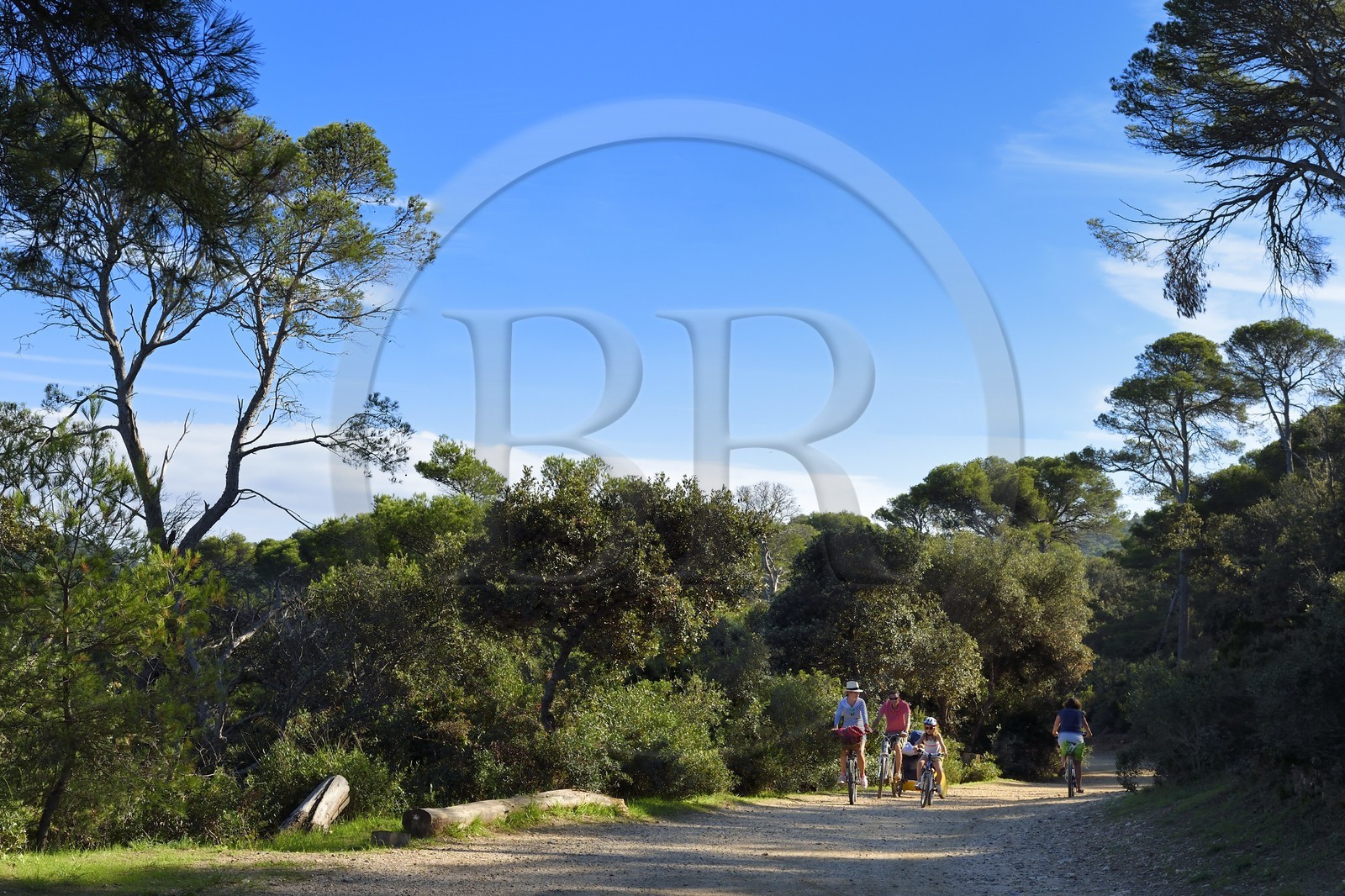 France, Var (83), Iles d'Hyères, parc national de Port Cros, Ile de Porquerolles, famille à bicyclette sur le chemin cotier