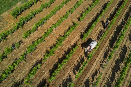 France, Var (83), Presqu'Ile de Saint-Tropez, Gassin, domaine de la Rouillère, Jean-Louis et Christine Calla décavaillonnent une parcelle de vigne avec leur jument percheronne et une charrue