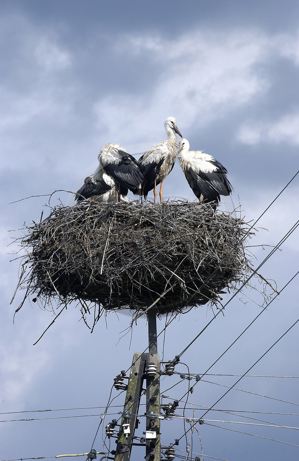 Pologne, Précarpates, nid de cigognes