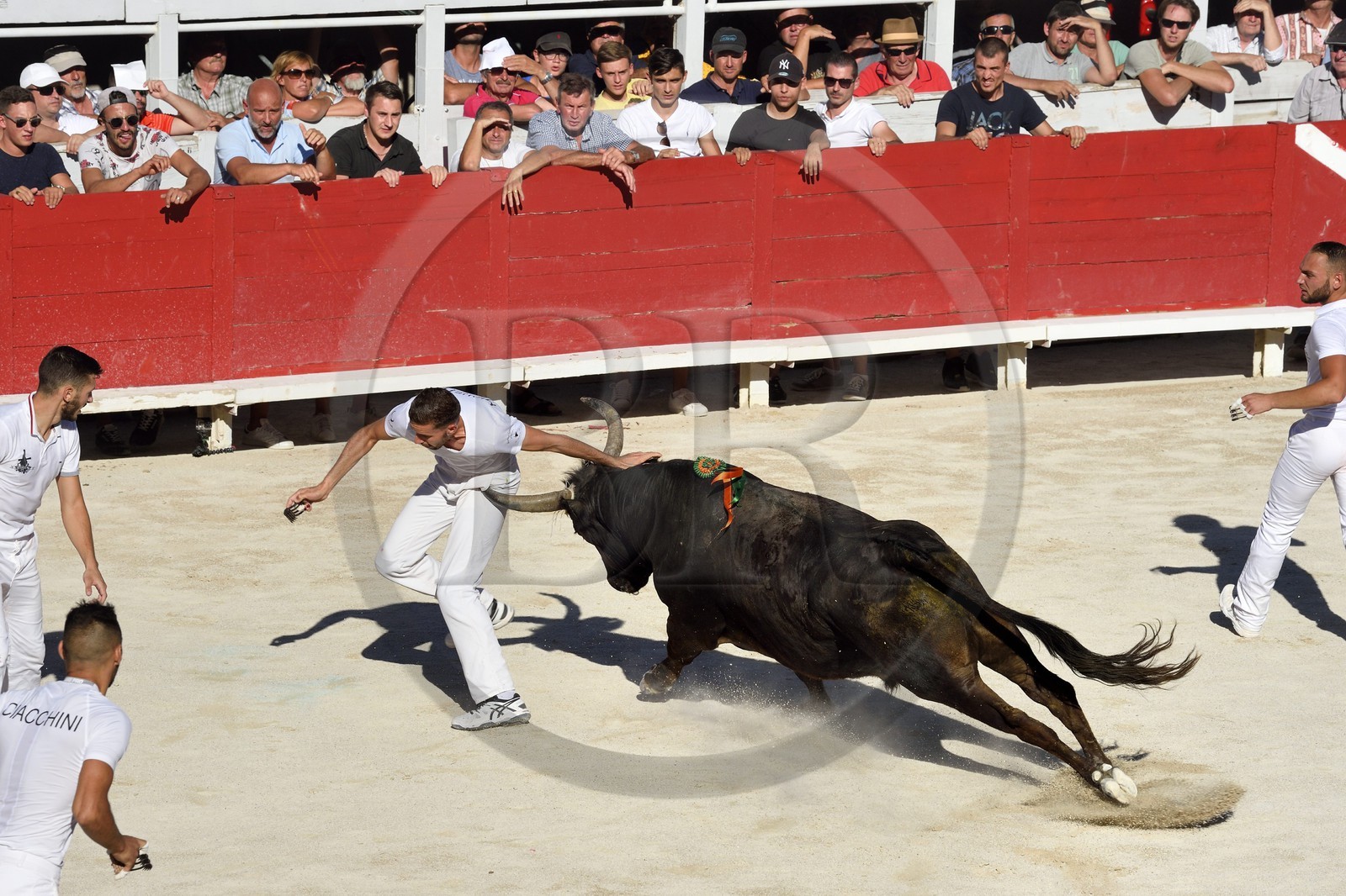 France, Bouches-du-Rhône (13), Arles, la course camarguaise  de la Cocarde d'Or aux Arènes, raseteur tentant d'attraper les attributs primés sur les cornes du taureau