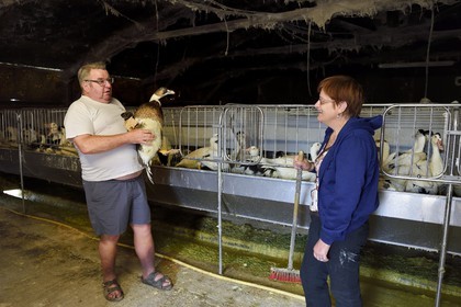 France, Dordogne (24), Périgord Noir, Saint-Rabier, Monique et Bernard Gaillard propriétaires de la Ferme-auberge du Grand Coderc et leurs canard mulard